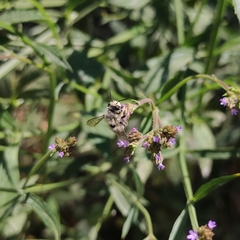 Megachile pollinosa