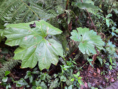 Gunnera insignis