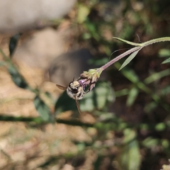 Megachile pollinosa