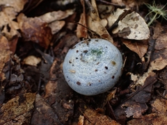 Lactarius indigo