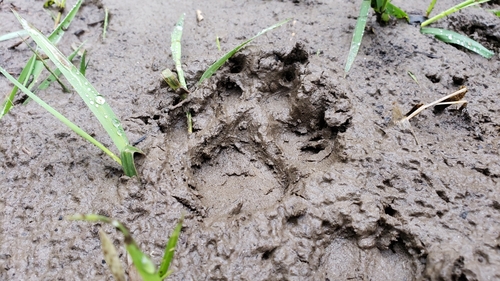 Coyote photographed in Washington