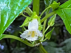 Drymonia lanceolata