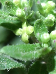 Galium buxifolium