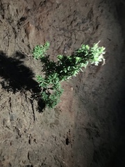 Galium buxifolium
