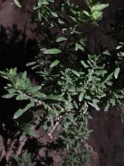 Galium buxifolium