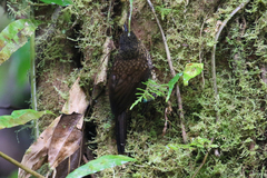 Premnoplex brunnescens