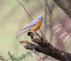 Melaenornis semipartitus