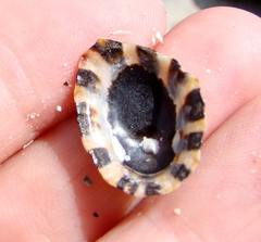 Cellana ornata