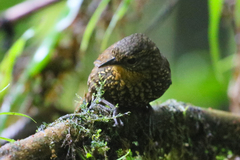 Premnoplex brunnescens