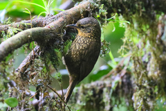 Premnoplex brunnescens