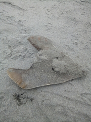 Pseudobatos planiceps