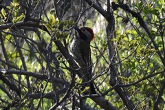 Colaptes atricollis