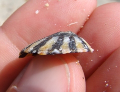 Cellana ornata