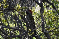 Colaptes atricollis