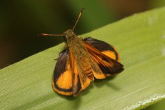 Choranthus vitellius