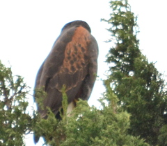 Parabuteo unicinctus