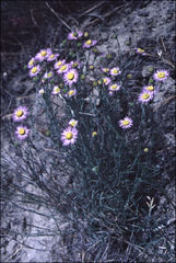 Erigeron filifolius