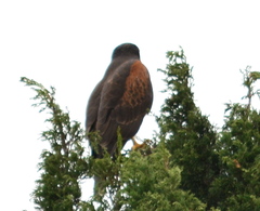 Parabuteo unicinctus