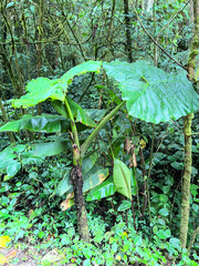 Xanthosoma undipes