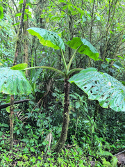 Xanthosoma undipes