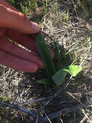 Piperia