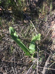 Piperia