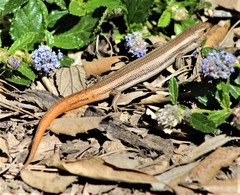 Plestiodon skiltonianus interparietalis