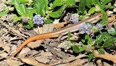 Plestiodon skiltonianus interparietalis