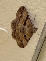 Gastrinodes bitaeniaria