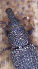 Dryophthorus