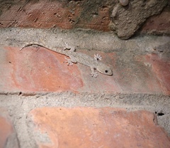 Gekko swinhonis
