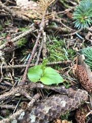 Neottia cordata