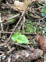 Neottia cordata