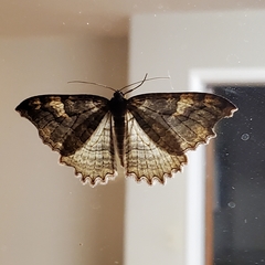 Triphosa