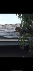 Sciurus niger