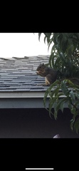 Sciurus niger