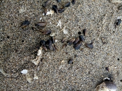 Semimytilus patagonicus