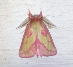 Hyparpax aurora