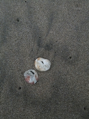 Crepipatella dilatata