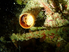 Thylacodes zelandicus