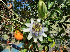 Passiflora caerulea