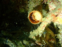 Thylacodes zelandicus