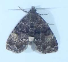 Metalectra richardsi