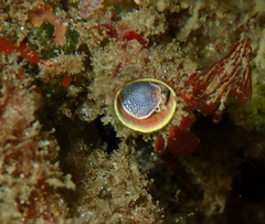 Thylacodes aotearoicus