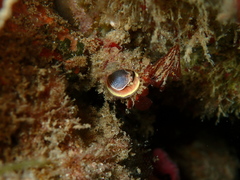 Thylacodes aotearoicus