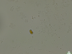 Cryptista