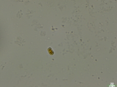 Cryptista