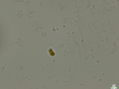 Cryptista