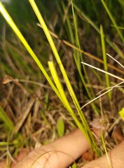 Spiranthes vernalis image