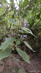 Salvia plurispicata